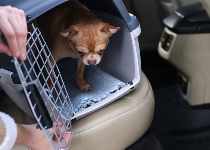 pup in carrier