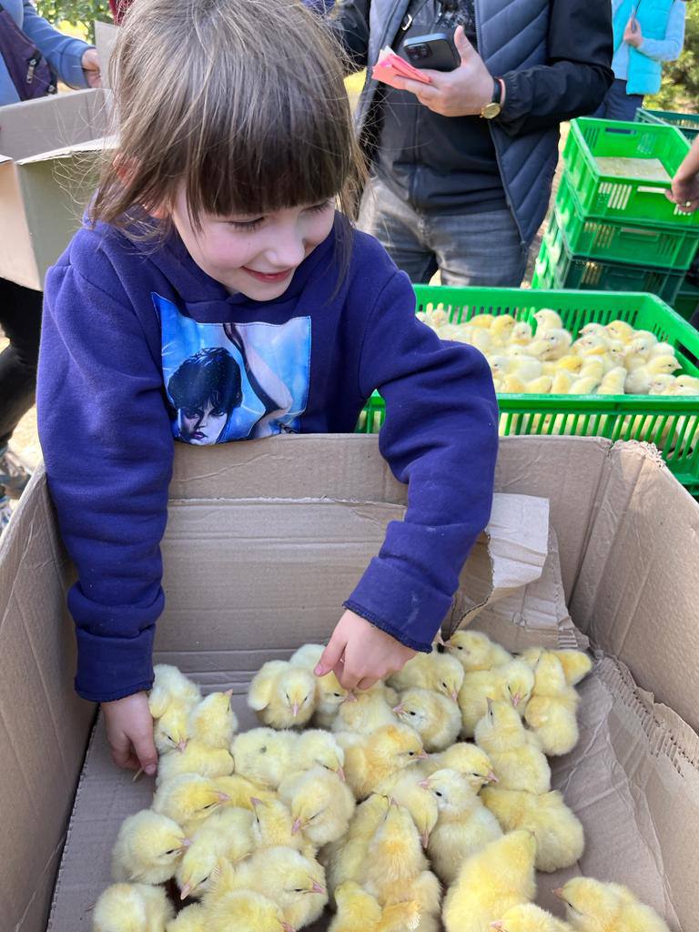 child accepts chicks