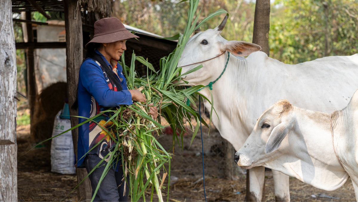 AGROW project participant feeding her cows