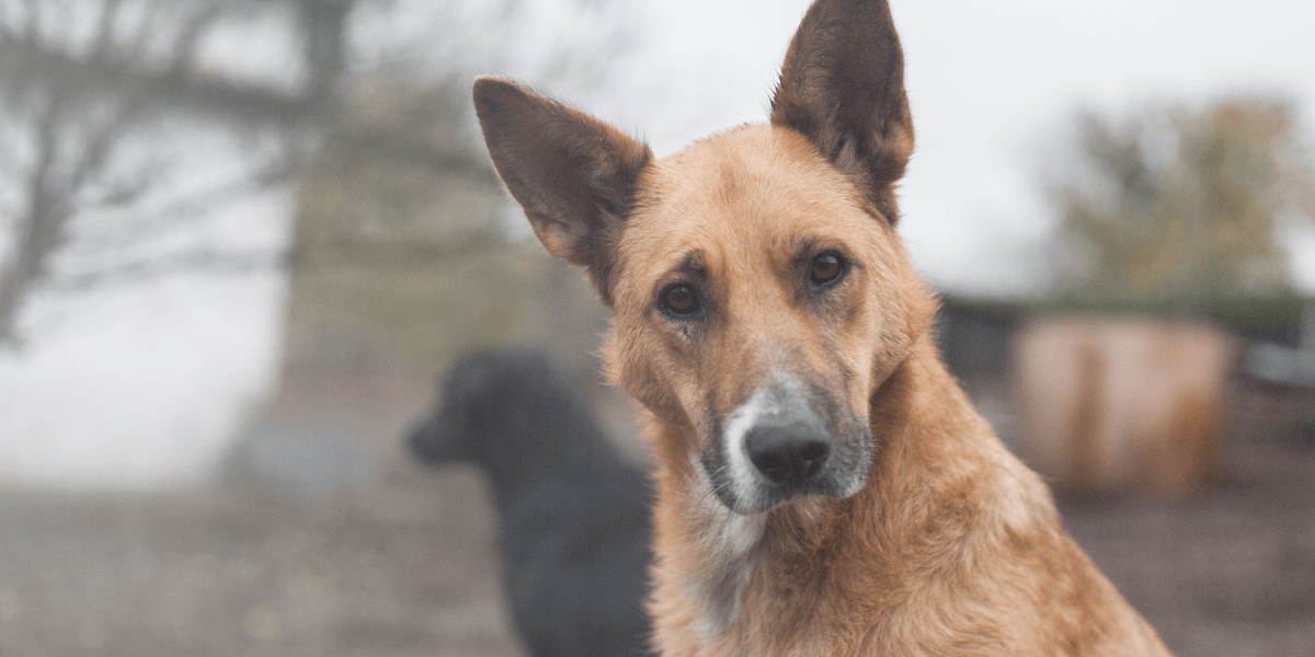 dog in ukraine