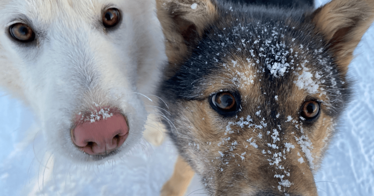 two dogs in northern canada