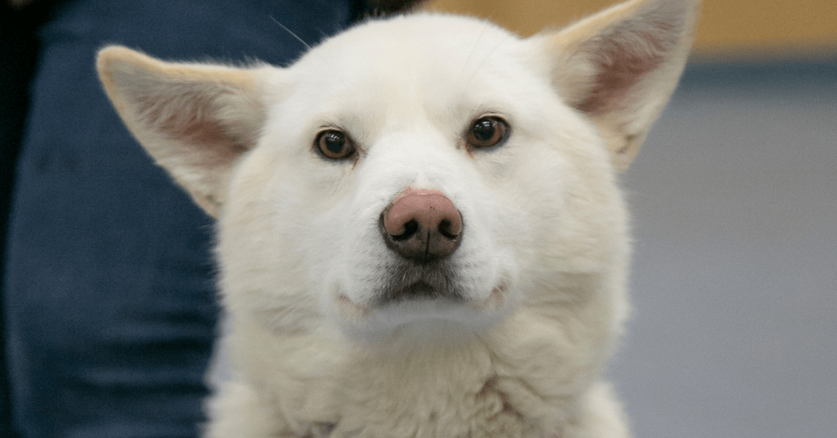 dog at northern clinic