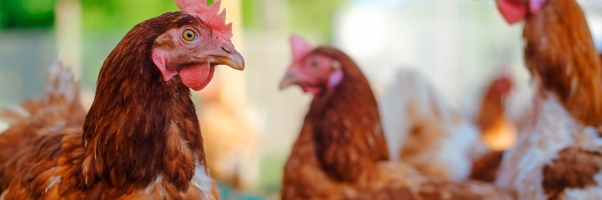 chickens - poultry program, ukraine