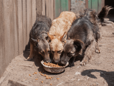 ukraine dogs