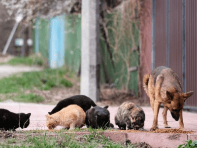 dog in ukraine